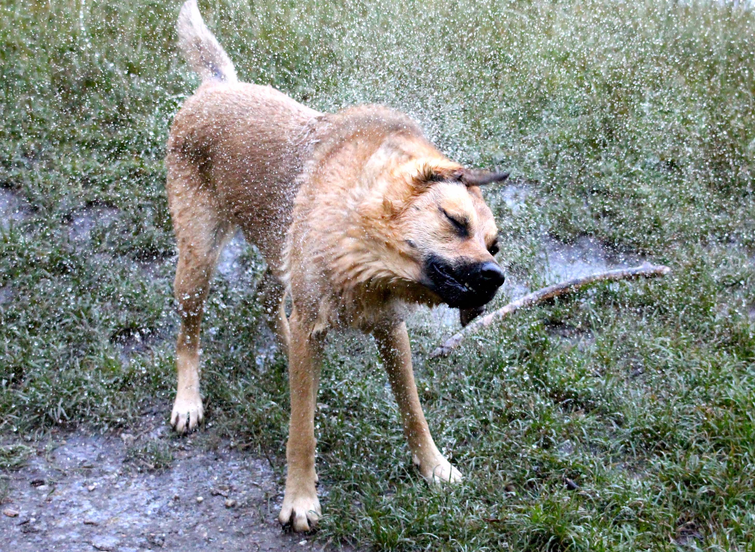 Badewetter für Vierbeiner Brauchen Hunde Sonnencreme? von Heli